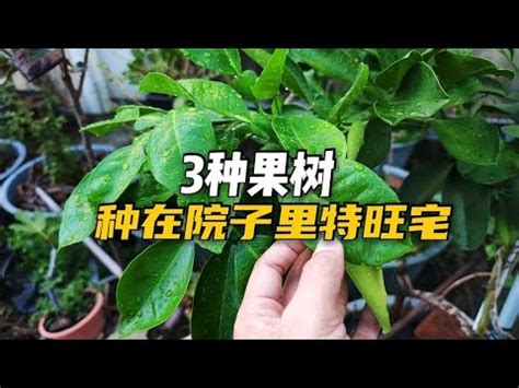 好種的果樹|108種北部適合種的水果樹指南：讓您輕鬆實現果園夢。